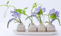 插花视频,跟随视频学习插花技巧